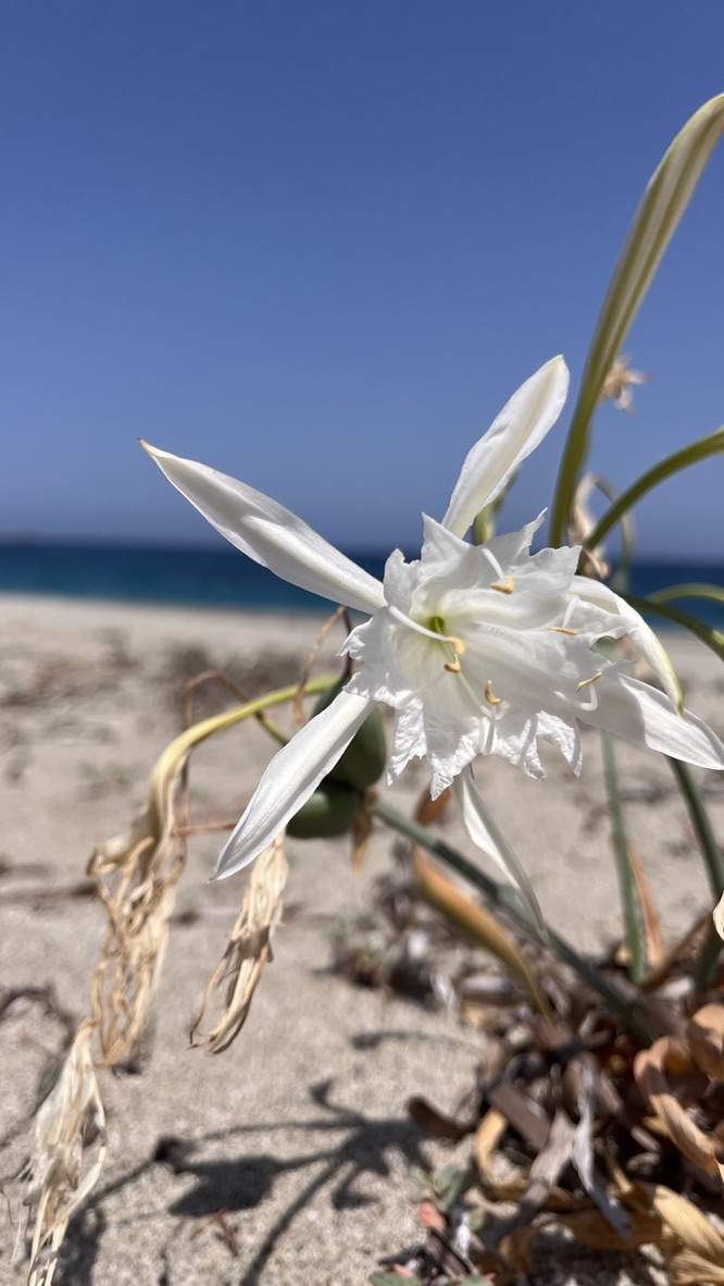 Recuerdo de Spiaggia Murta