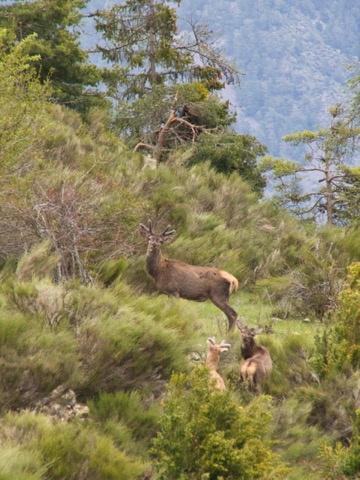 Recuerdo de Alpes Franceses, Parc National de Mercantour