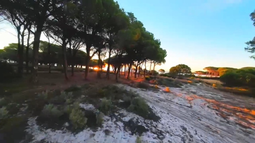 Portada de La playa de los pinos en Cerdeña